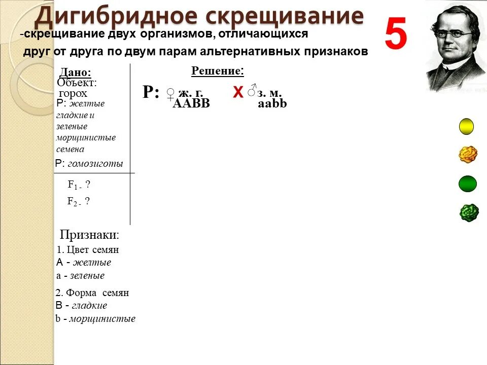 Задачи на дигибридное скрещивание 9 класс биология. Дигибридное скрещивание задачи с решением. Задачи на дигибридное скрещивани. Задачи на моногибридное и дигибридное скрещивание с решением.