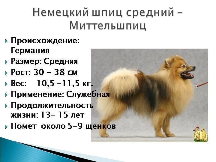 Средняя продолжительность жизни шпица. Зеленый шпиц. Померанский шпиц шунсуке. Цверг шпиц померанец. Сколько живут собаки шпиц.