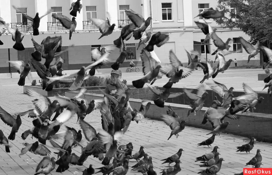 Гонял по крышам голубей слушать. Голубей гонять. Гонять голубей по крышам. По крышам бегать. Голуби по крышам.