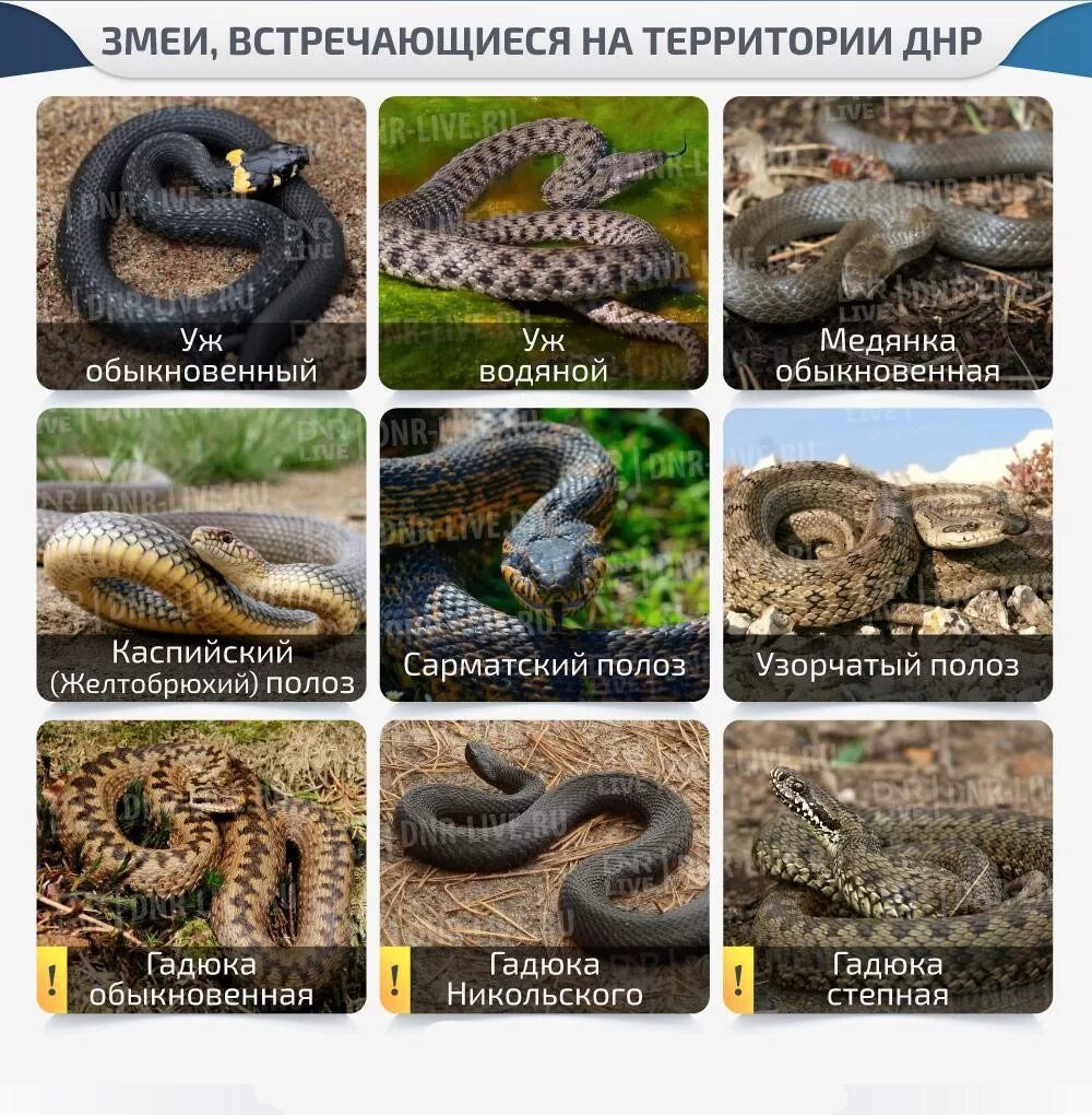 Перечень ядовитых змей