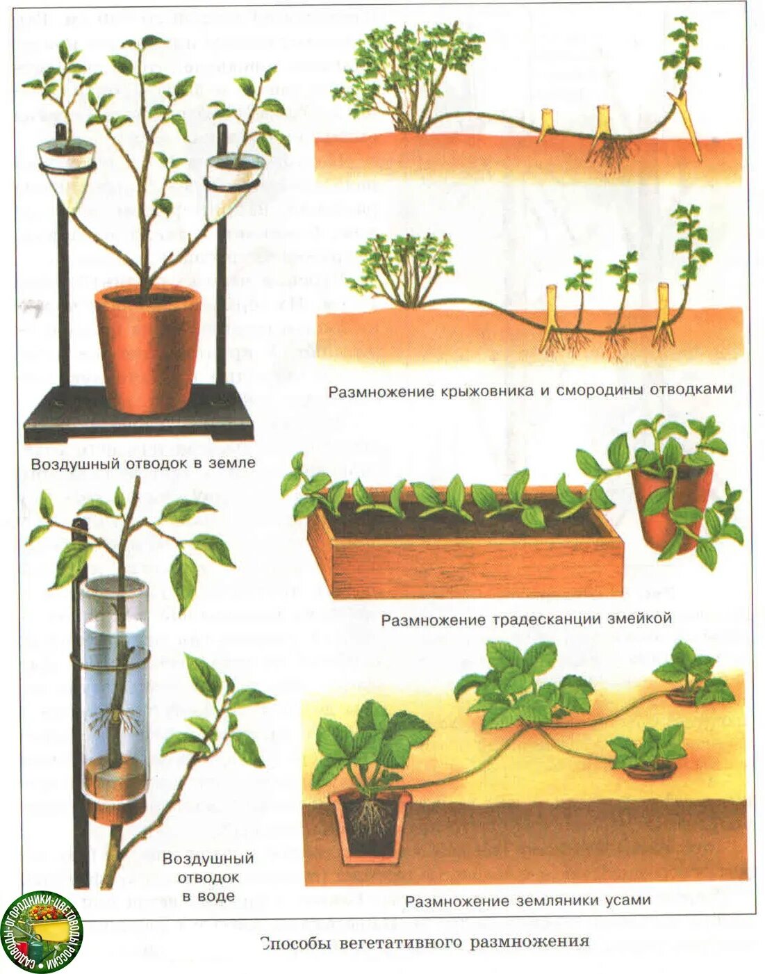 Отводки вегетативное размножение. Размножение крыжовника отводками. Искусственное вегетативное размножение отводки. Вегетативное размножение укореняющимися побегами.