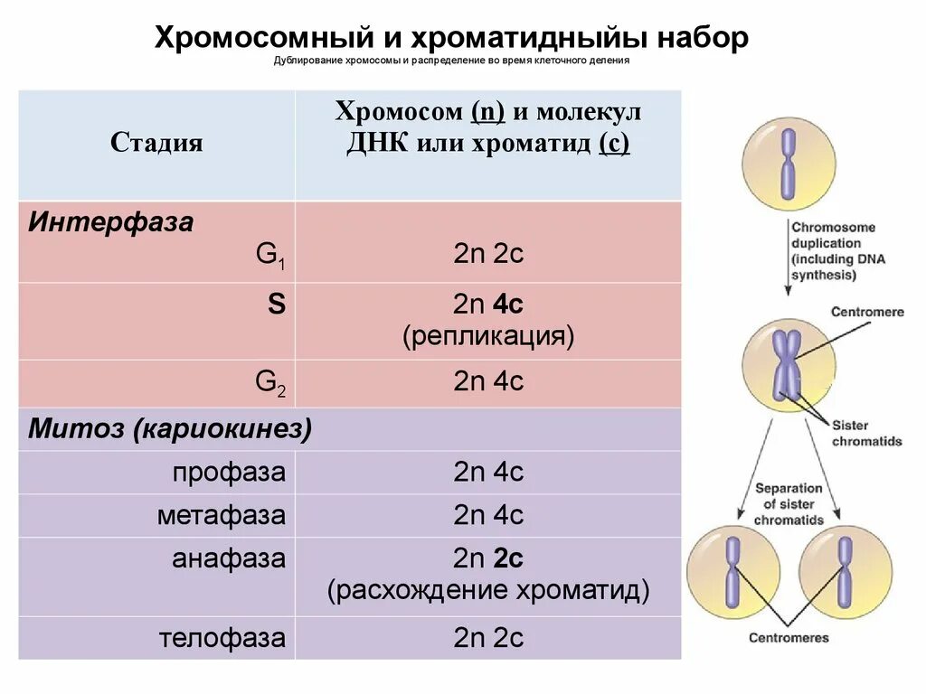 Сколько хромосом в зрелом эритроците. Клеточный цикл набор хромосом клеток. Фазы клеточного цикла набор хромосом. Набор генетического материала в митозе. Митоза количество хромосом.