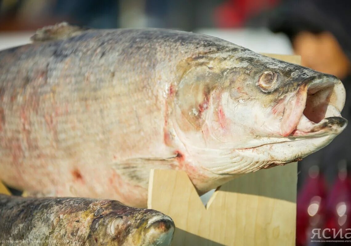 Якут рыба. Рыбы Якутии. Рыба севера. Якутская рыба названия. Рыба из Якутии.