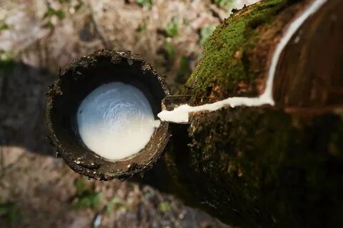 Молочное дерево из которого делают клей