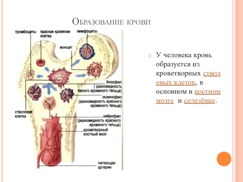 Клетки образующиеся в красном костном мозге. Система органов кроветворения человека. Органы кроветворения у человека схема. Система органов кроветворения схема. Кроветворение в костном мозге.