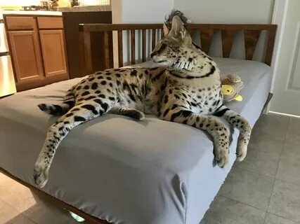 Дикие кошки для дома