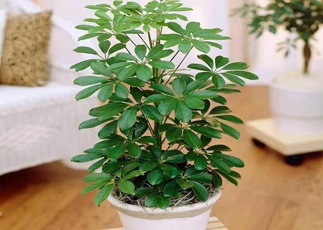 Nematanthus wetstteinii. Goldfish plant, Hanging plants, Live indoor plants