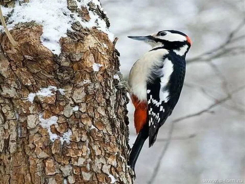 составление предложений по словосочетаниям. дятел. пестрый дятел барабанил клювом о сухое дерево. американский красноголовый дятел. приспособления орнитологов на сосне.