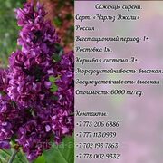 Саженцы сирени 9 сортов Россия