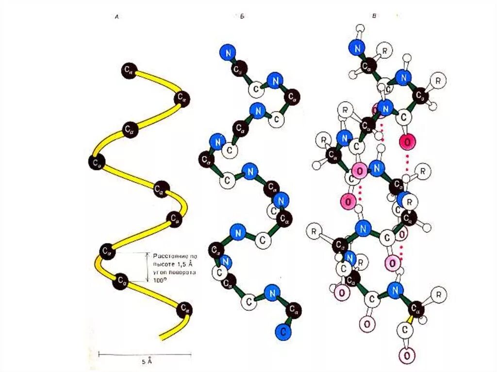 Вторичная структура белка. Вторичная структура белка структура белка. Вторичная структура белка изображение. Вторичная структура белка рисунок. Б спираль белка