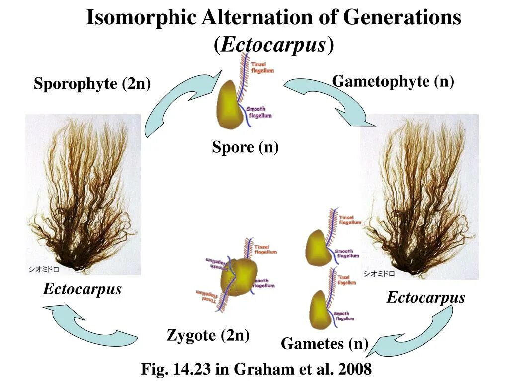 Гаметофит зеленых водорослей чем представлен. Эктокарпус жизненный цикл. Цикл развития эктокарпуса. Схема цикла развития эктокарпуса. Цикл воспроизводства эктокарпуса.