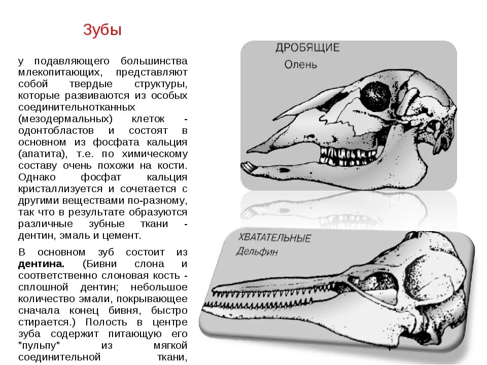 Клыки используются для у млекопитающих. Зубная система насекомоядных млекопитающих. Зубная система млекопитающих таблица. Зубная система млекопитающих. Строение зубов млекопитающих.