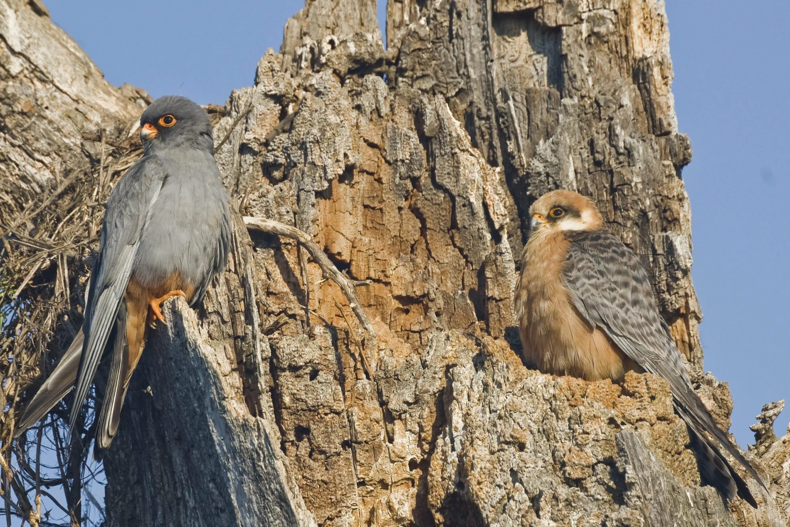 Птица 2021 года в россии союз охраны птиц россии. ). Птица 2021. Маленький хищник кобчик ворона. Птушка.