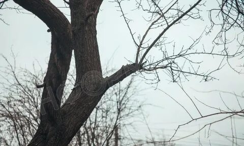 Деревья трещат