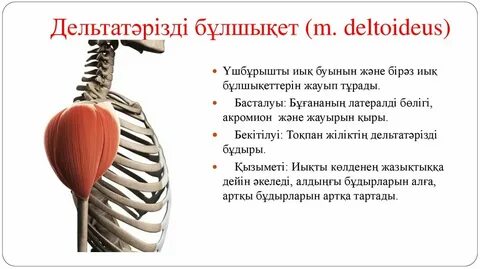 Порно лесбиянка HD