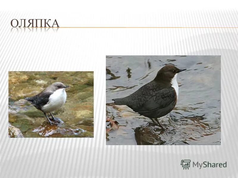 Оляпка размер птицы. Оляпка птица описание. Изложение оляпка 2 класс. Текст оляпка 2 класс изложение. Птичка оляпка описание.