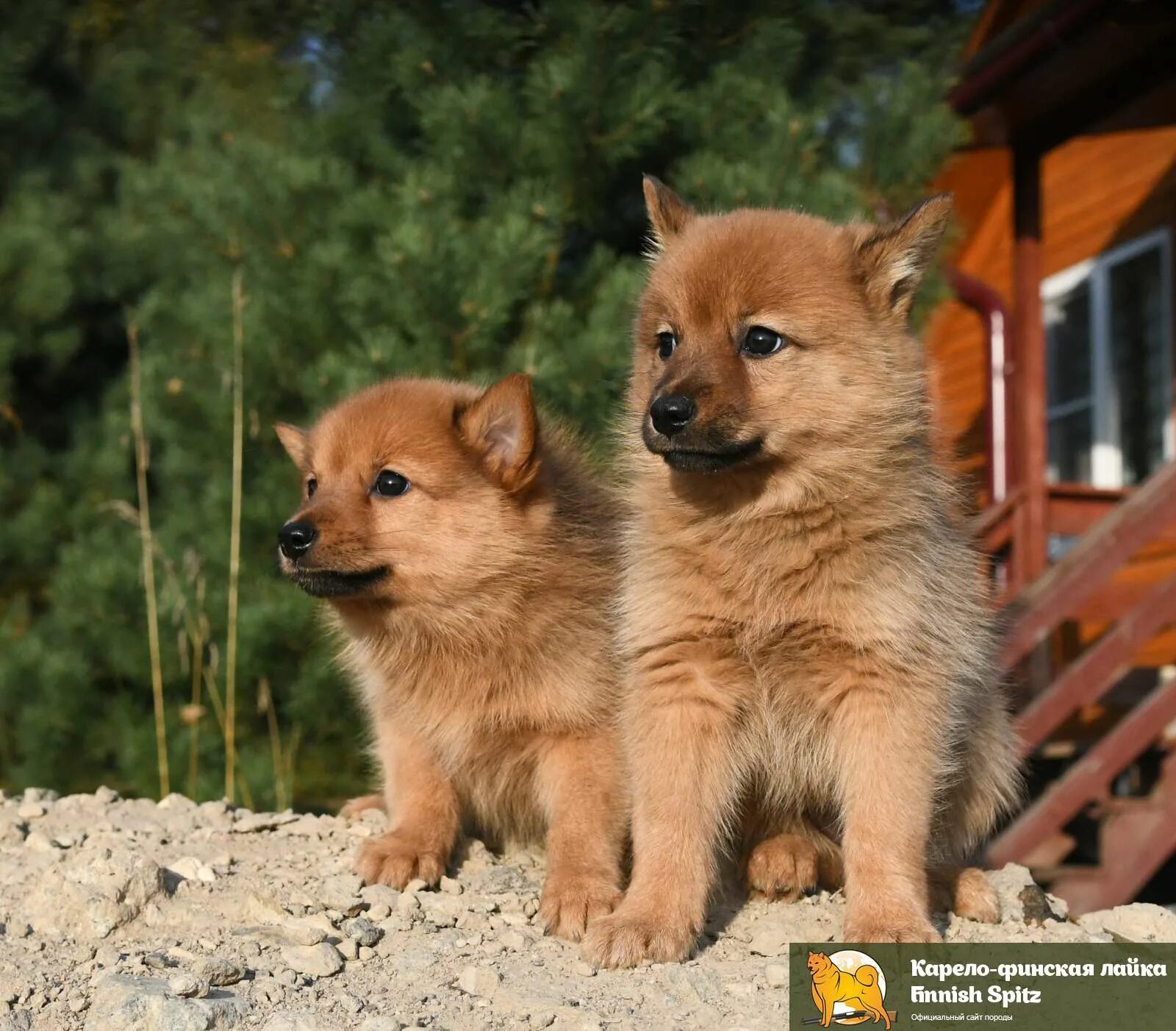 карело-финская лайка. щенки корелофинской лйки. щенки карело. щенки карело. карело-финская лайка финский шпиц.