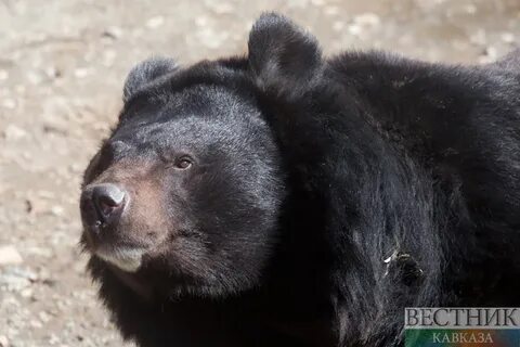 Медведь укусил