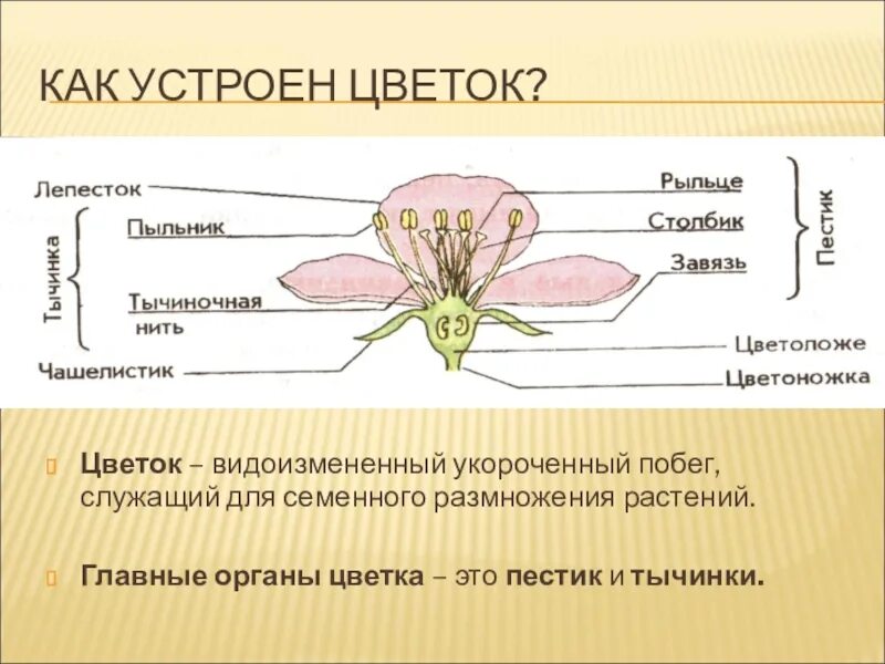 Какую функцию выполняет цветоложе