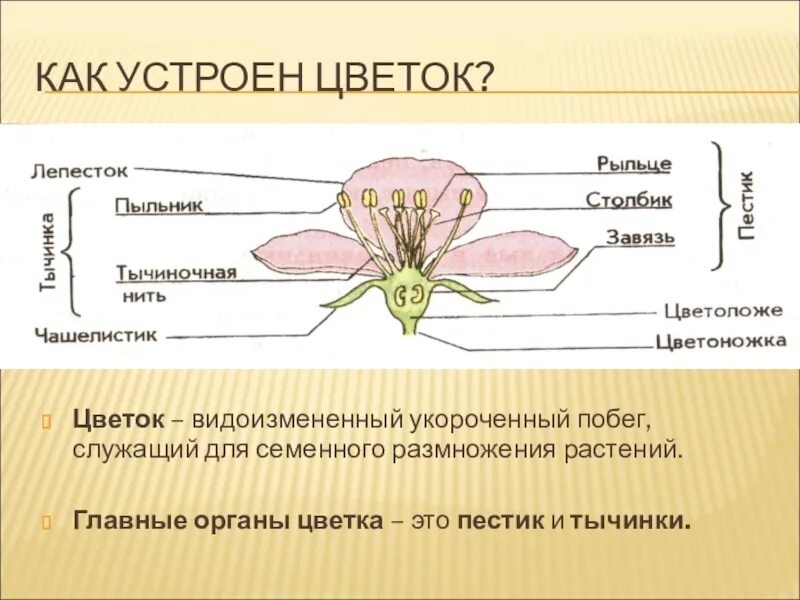 Генеративный орган состоит из. Пестик органы размножения растений. Строение цветка биология. Орган семенного размножения растений. Главные органы цветка.