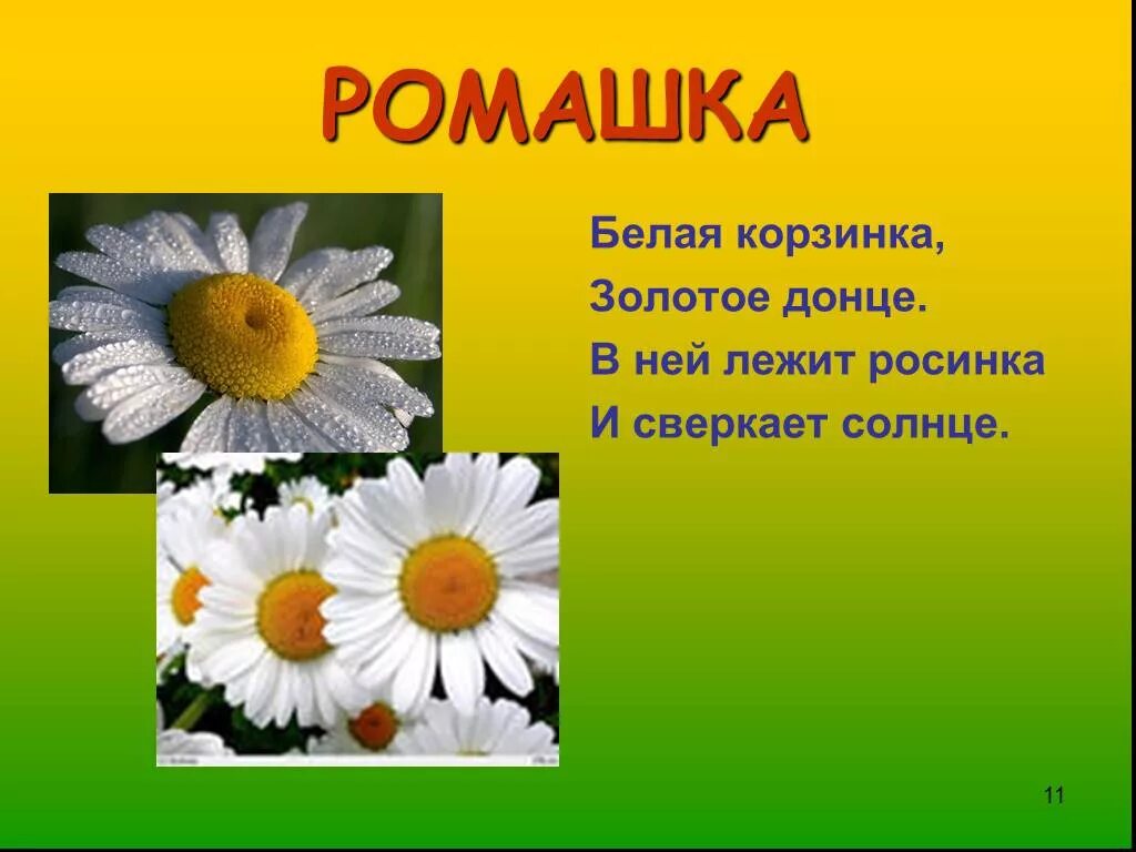 Загадка про ромашку. Слайд с ромашками. Загадка про ромашку для детей. Стих загадка про ромашку.