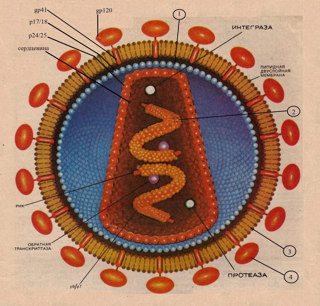 Вич биология. ВИЧ структура вириона. Схема строения вируса иммунодефицита человека. Строение ВИЧ вируса схема. Строение вируса ВИЧ 1.