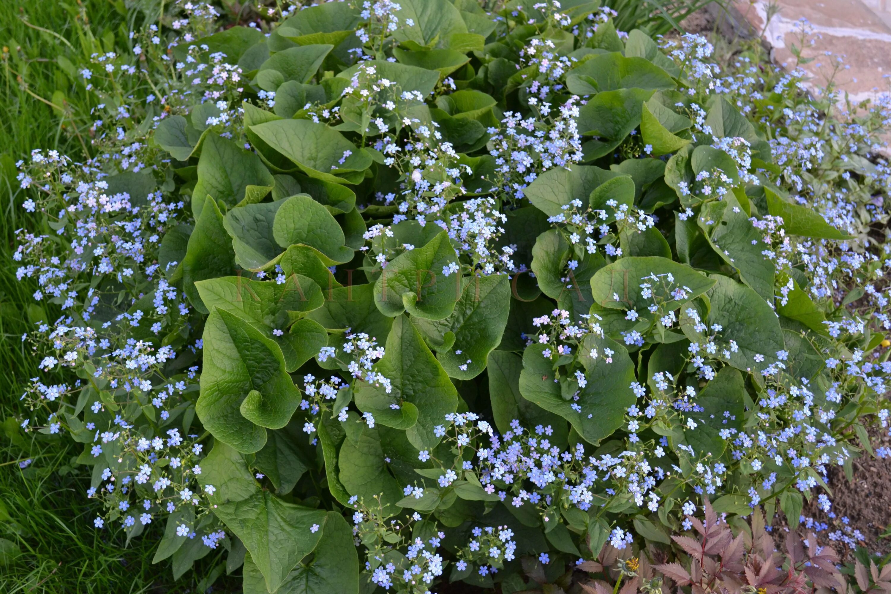 Бруннера крупнолистная. Бруннера Сибирская Brunnera sibirica. Бруннера крупнолистная (Brunnera macrophylla). Незабудка Бруннера Сибирская.