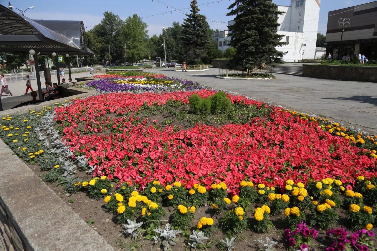 Цветы кыштым. Цветочек кыштым. Цветы кыштым. Клумбы в челябинске. Хризантема рибонет.