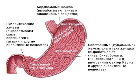 Фундальный отдел желудка. Антральный и фундальный отдел желудка. Кардиальные железы желудка. Антральный и кардиальный отдел желудка. Какие железы вырабатывают слизь