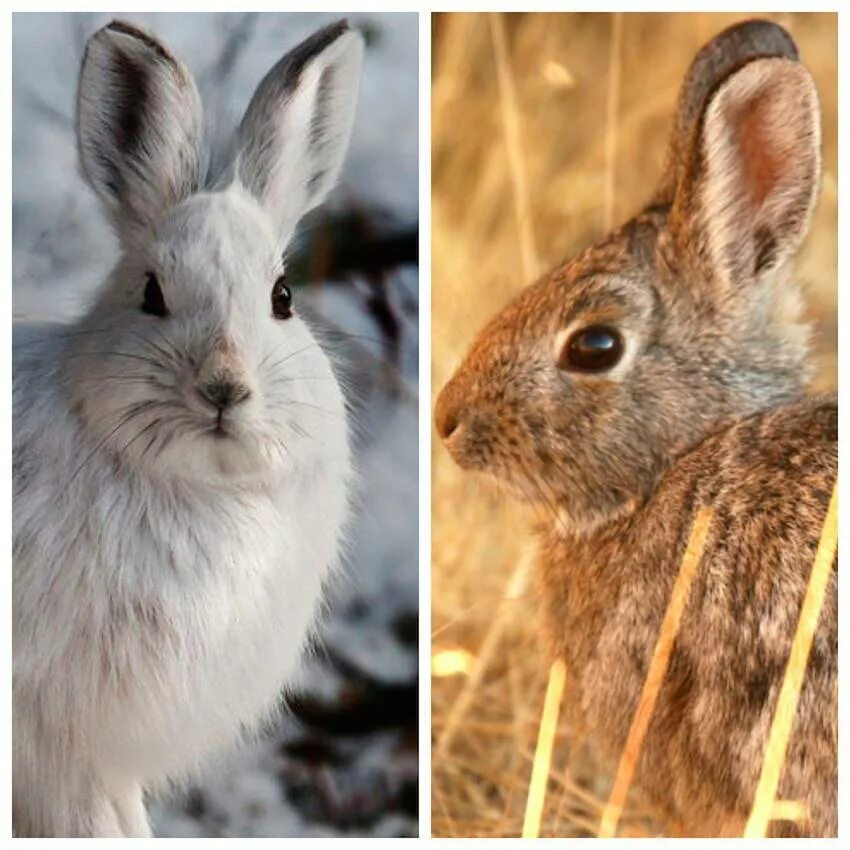 Заяц и кролик. Заяц vs кролик. Заяц и кролик отличия. Дикий кролик и заяц. Против зайчика