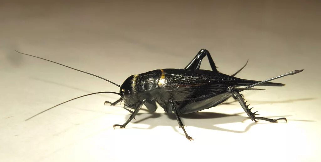 Черный сверчок. Полевой сверчок самка. Двупятнистый сверчок (gryllus bimaculatus). Домовой сверчок имаго. Двупятнистый（бимакулята) сверчок.