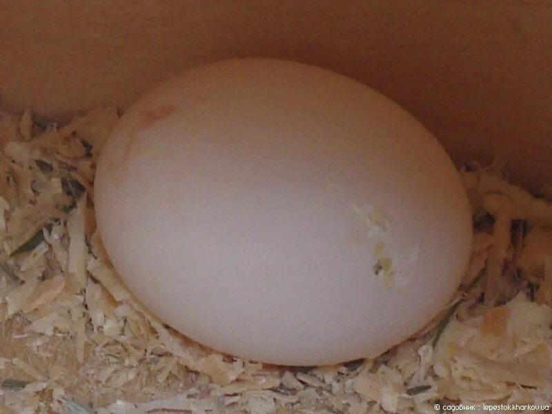 Яйца волнистых попугайчиков. Оплодотворенные и неоплодотворенные яйца волнистого попугая. Оплодотворенные яйца волнистых попугаев. Волнистые попугайчики птенцы. Яйца попугая корелла.