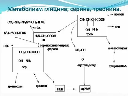 Серин биохимия