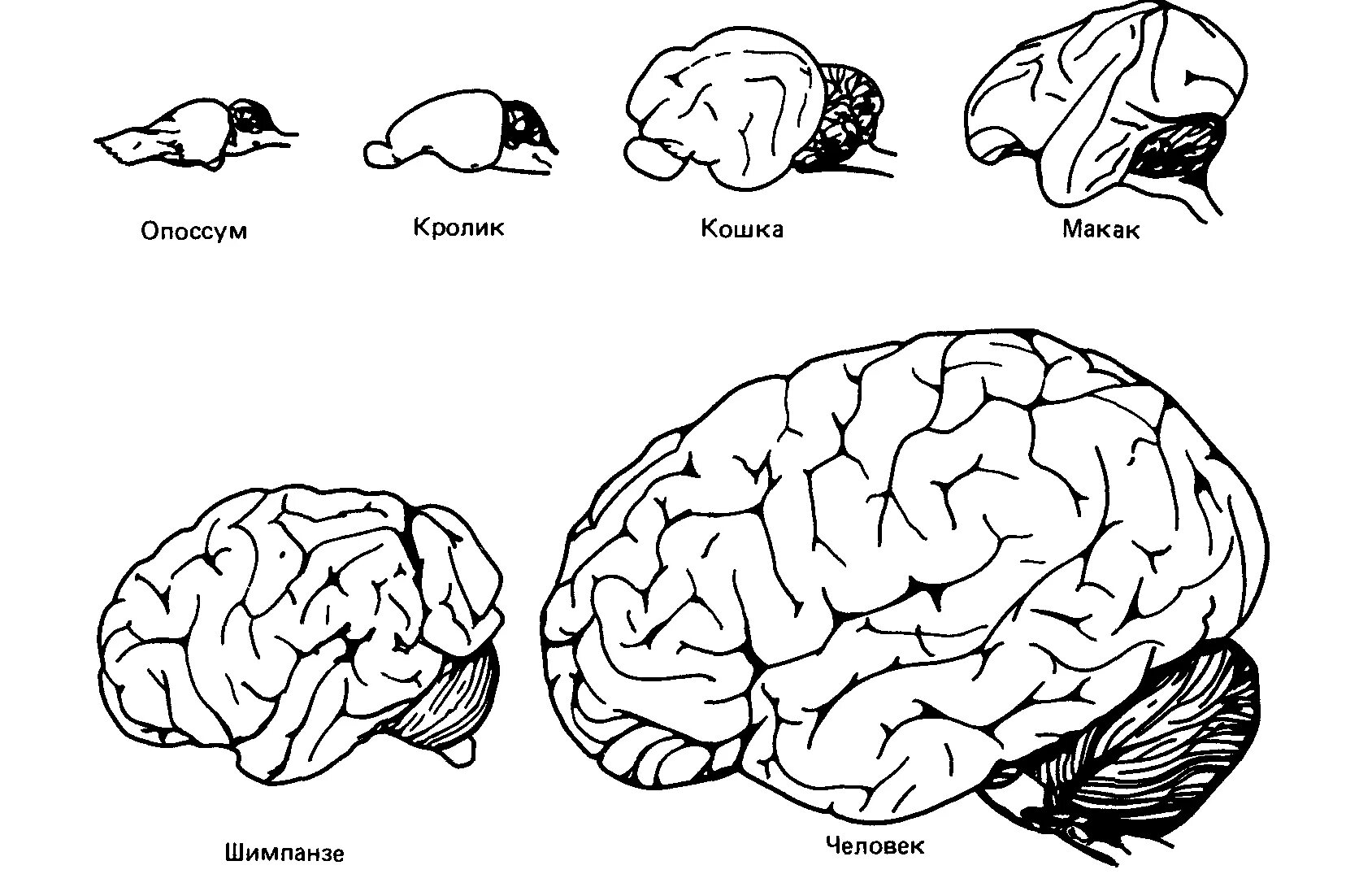 Строение больших полушарий головного мозга у хищников. Развитие коры головного мозга у млекопитающих. Строение мозга млекопитающих. Схема строения головного мозга млекопитающих.