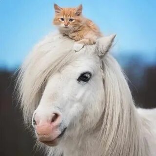 Выше лошади ниже собаки