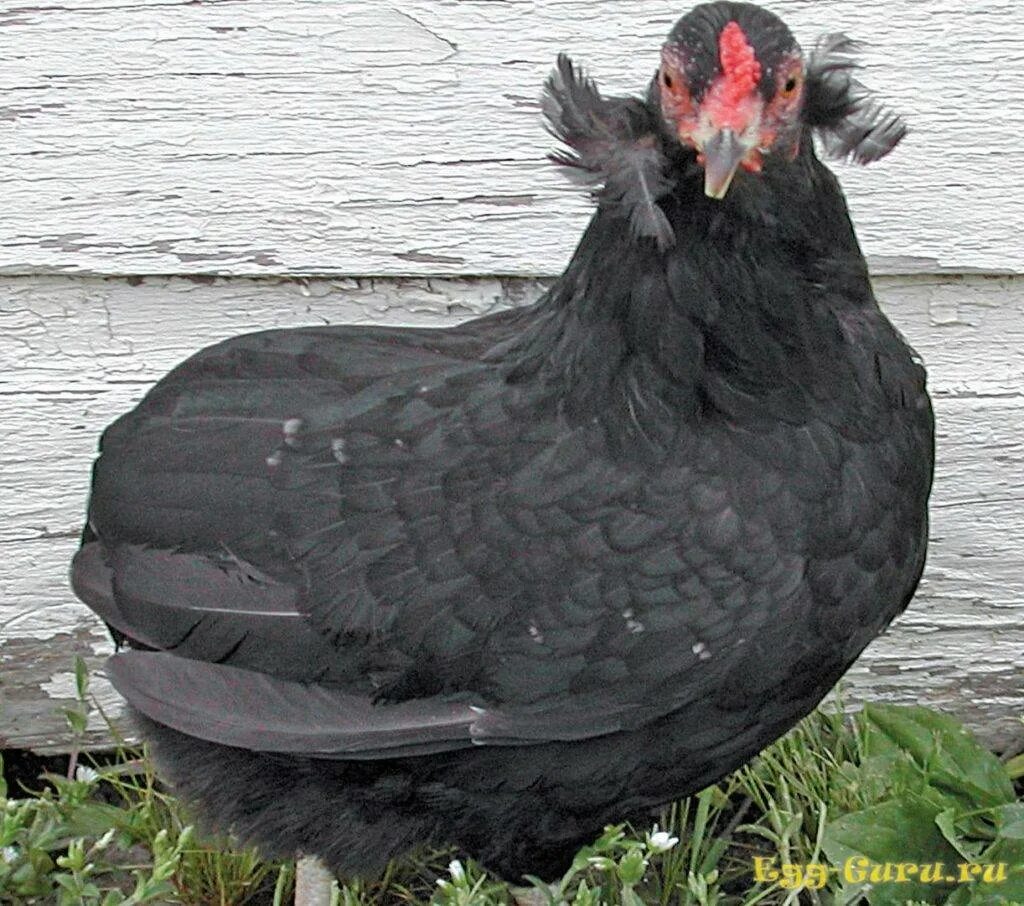 Порода петухов араукана. Араукана яйца. Порода кур несущих голубые. Амераукана голубая. Араукана порода кур.