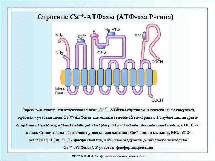 Натрий атф. Кальциевая АТФАЗА механизм. Строение кальциевого насоса. Кальциевый насос саркоплазматического ретикулума.