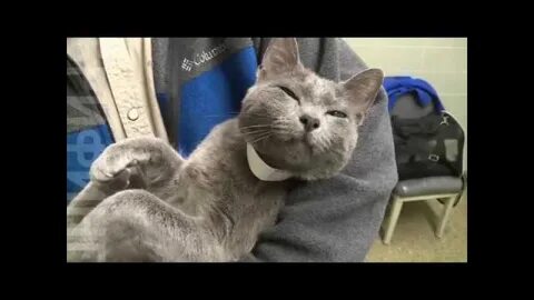 Кот начал ходить
