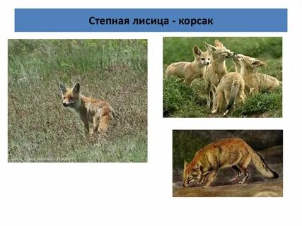 Лисица корсак природная зона
