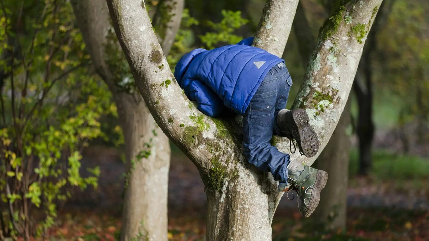 Climb up the Tree. Boy Climbing Tree. Climbing on the Tree. Climbing up the Tree. Can you climb a tree