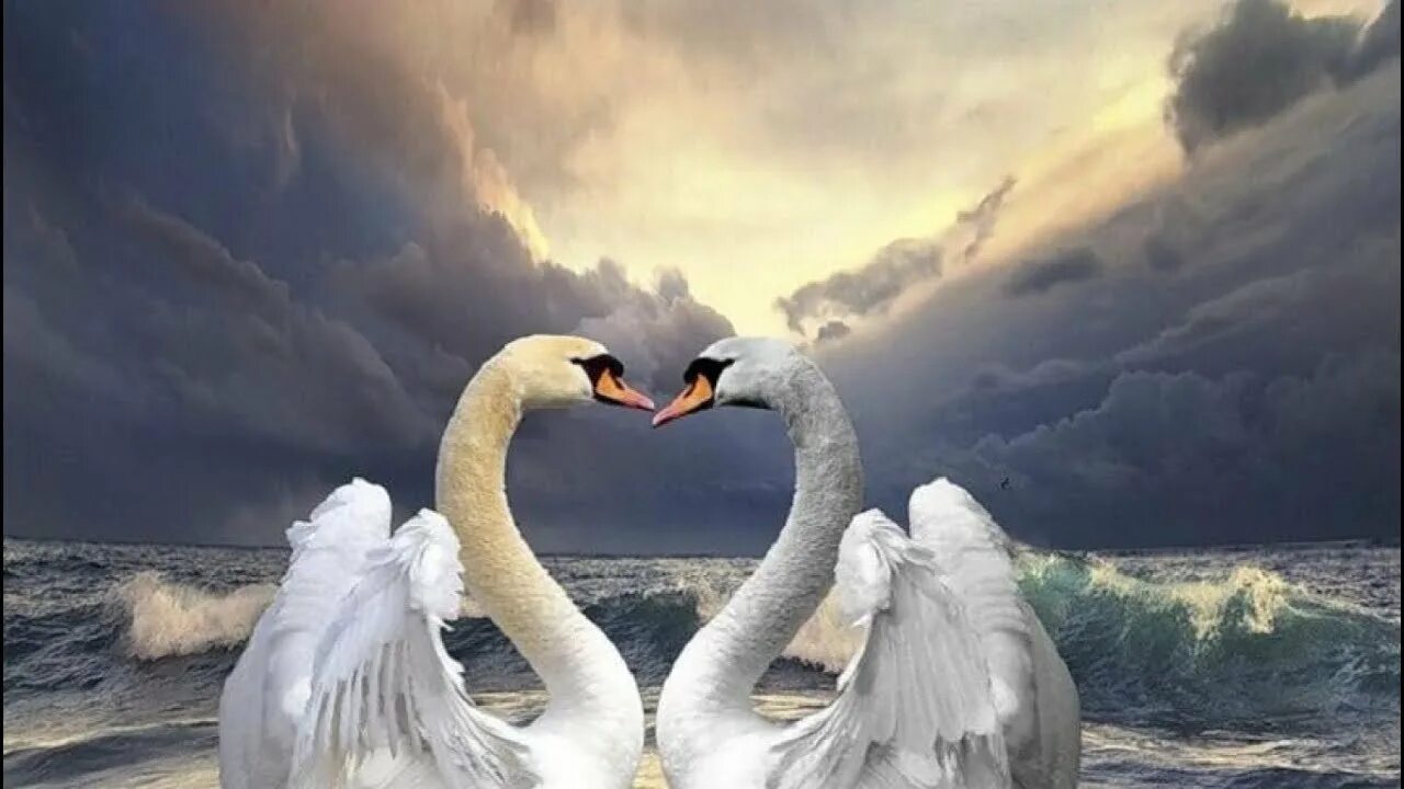 Двое белых. Любовь и лебеди. Влюбленные лебеди. Верность лебедей. Верные лебеди.