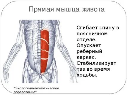 Мышцы живота места прикрепления