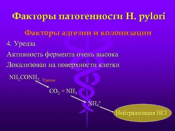 Фермент уреаза. Уреаза фермент. Ферментативная активность уреаза. Уреаза класс ферментов. Механизм ферментативной реакции уреаза.