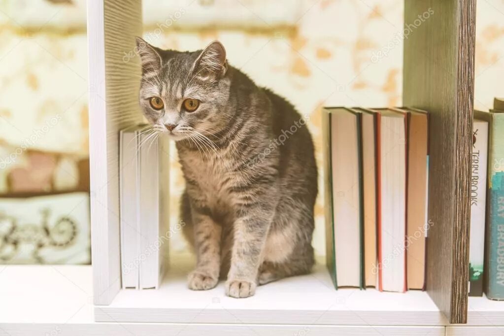 The cat is the books