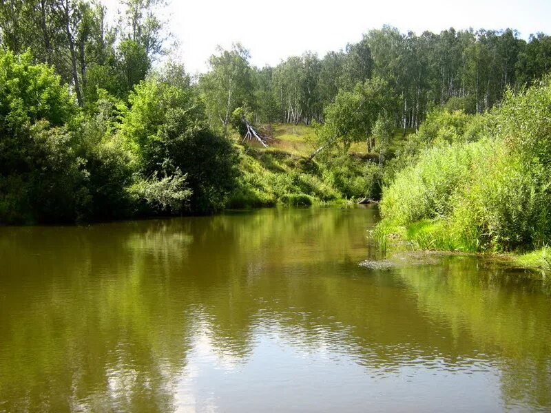 Погода лосиха алтайский край. Река лосиха Алтайский край. Река лосиха Барнаул. Лосиха (приток Оби) реки Алтайского края. Село лосиха Косихинский район Алтайский край.