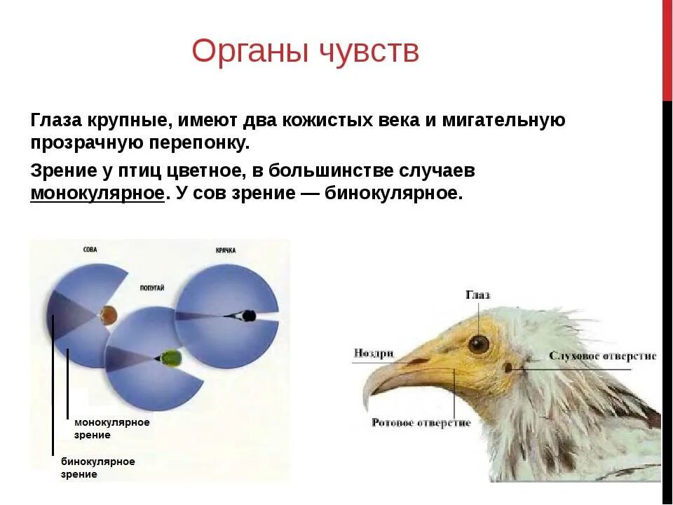 Структура глаза птицы. Строение органов чувств у птиц. Органы чувств птиц 7 класс биология. Органы чувств класс птицы 7 класс. Органы чувств птиц таблица.