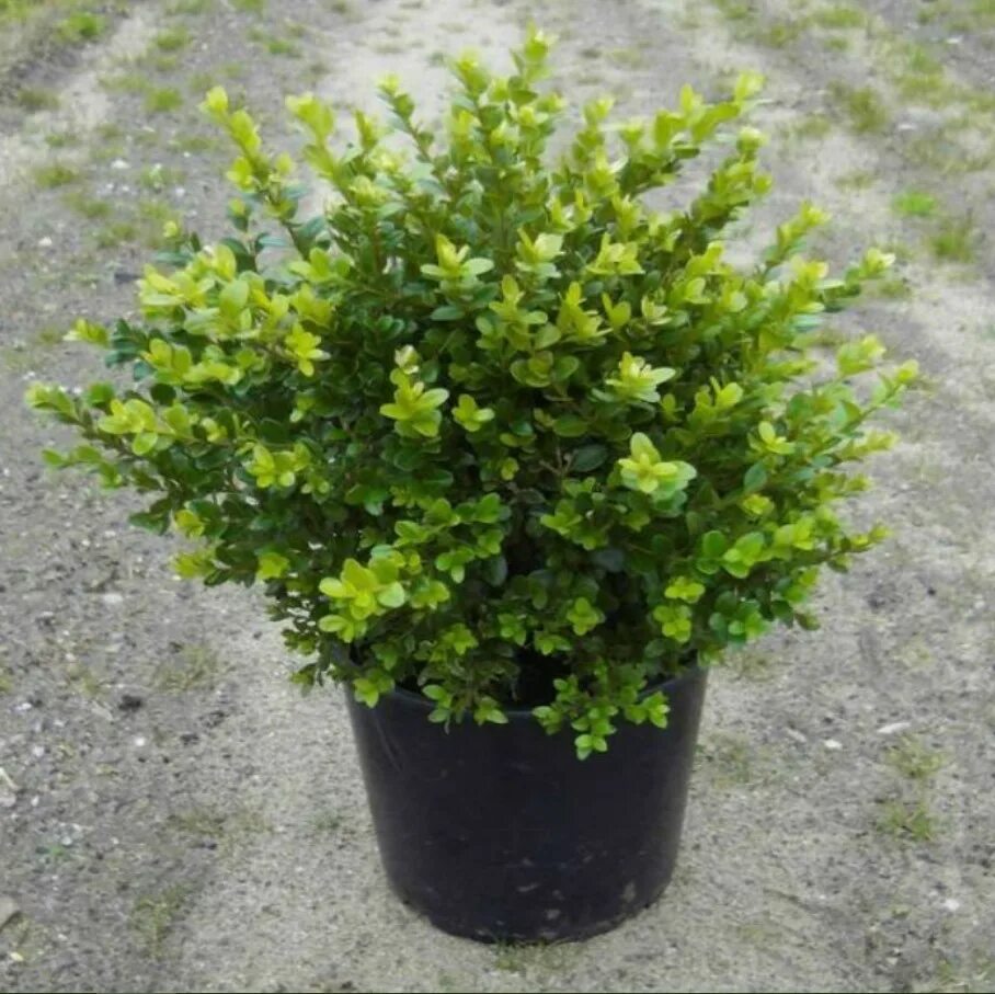 Самшит мелколистный buxus. Самшит вечнозеленый buxus sempervirens. Самшит мелколистный. Самшит вечнозеленый шаровидный. Спирея самшит.