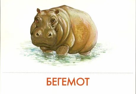 Гиппопотам символ