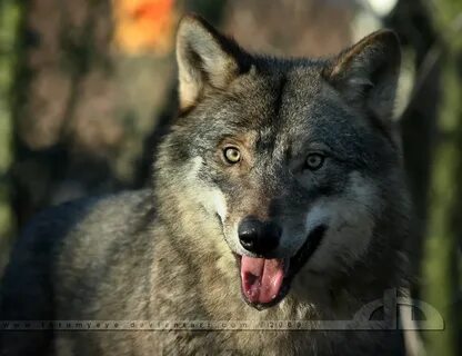 Wolf под