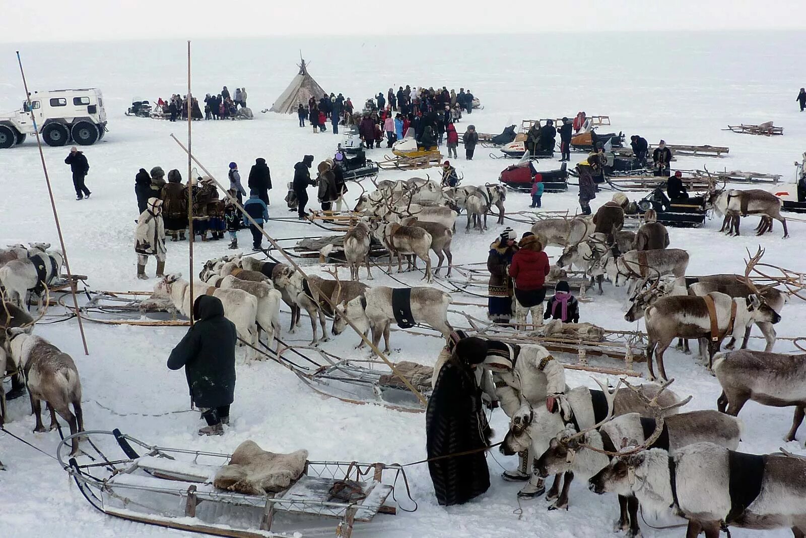 животноводство в тундре. день охоты и рыбной ловли.